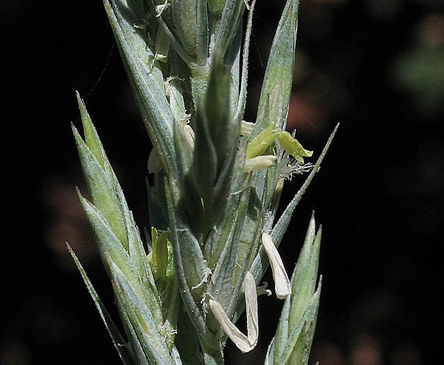 Detailed Picture 1 of Elymus triticoides ssp. triticoides