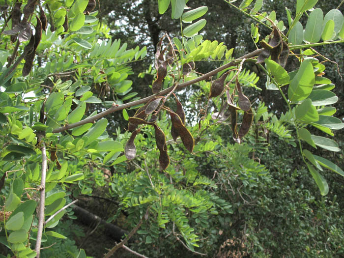 Detailed Picture 6 of Robinia pseudoacacia