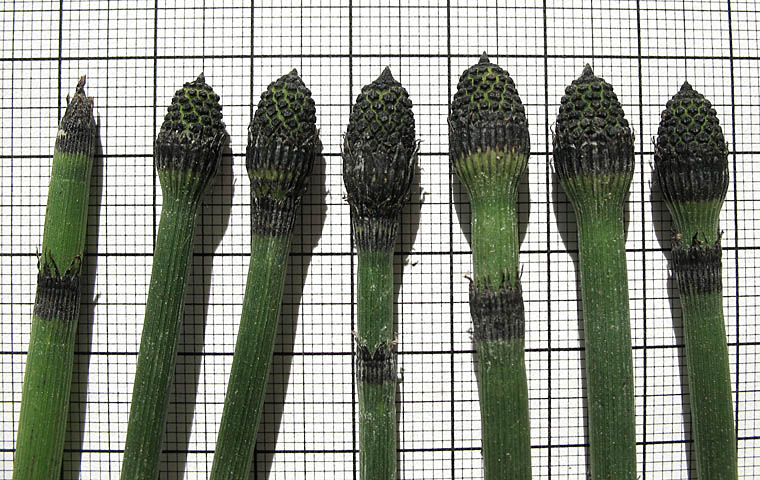 Detailed Picture 7 of Equisetum hyemale ssp. affine