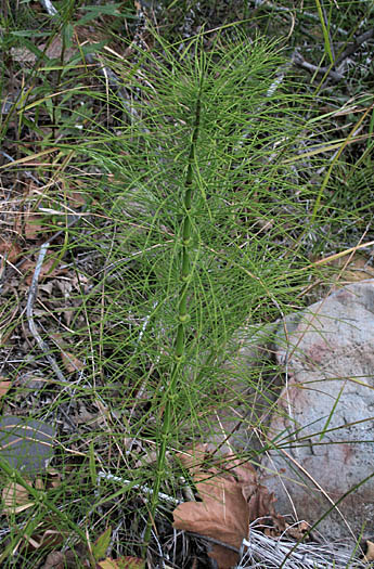 Detailed Picture 2 of Equisetum telmateia ssp. braunii
