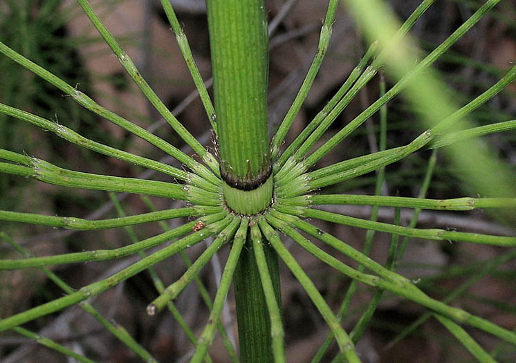 Detailed Picture 4 of Equisetum telmateia ssp. braunii