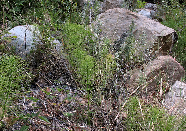 Detailed Picture 3 of Equisetum telmateia ssp. braunii