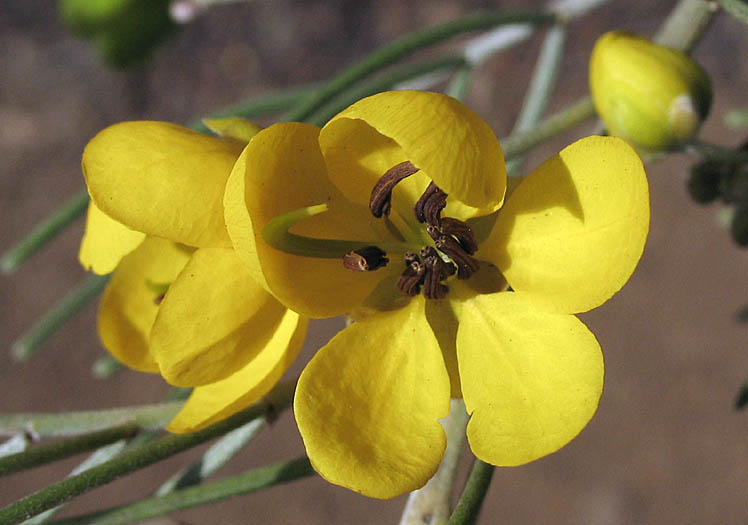 Detailed Picture 1 of Senna artemisioides