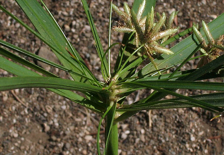 Detailed Picture 5 of Cyperus involucratus