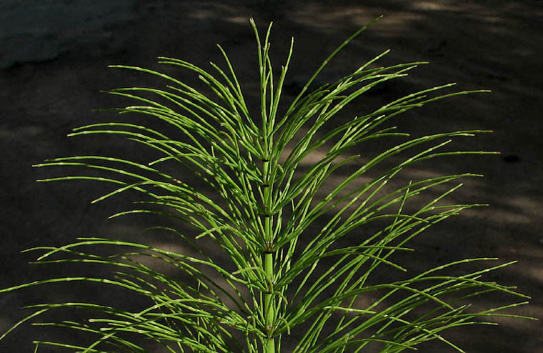 Detailed Picture 1 of Equisetum telmateia ssp. braunii