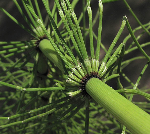 Detailed Picture 5 of Equisetum telmateia ssp. braunii