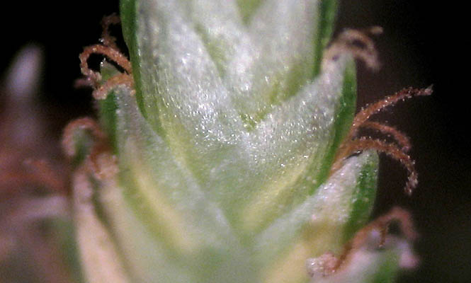 Detailed Picture 7 of Cyperus involucratus