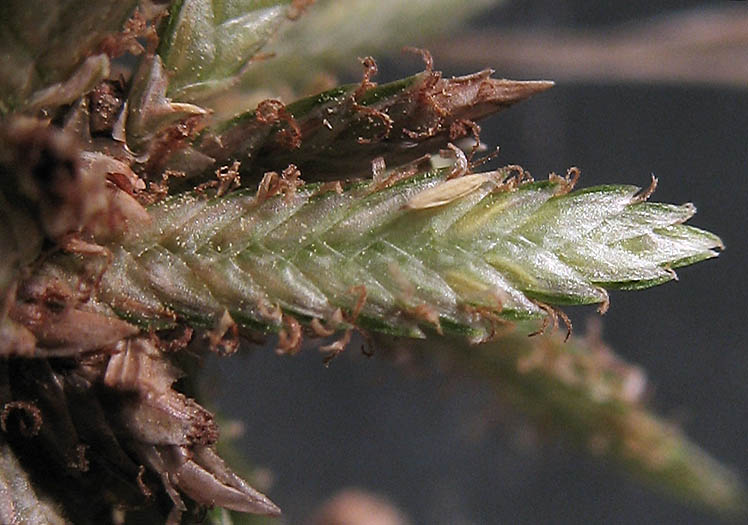 Detailed Picture 6 of Cyperus involucratus