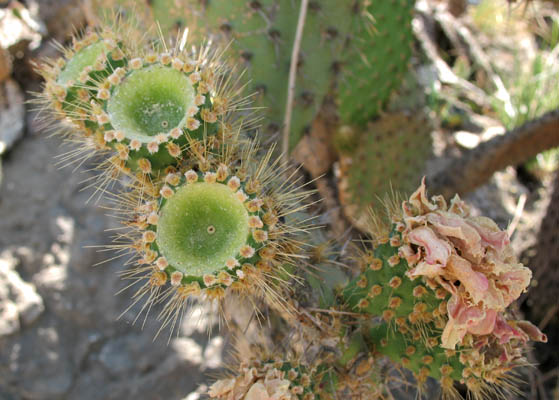Detailed Picture 4 of Opuntia oricola