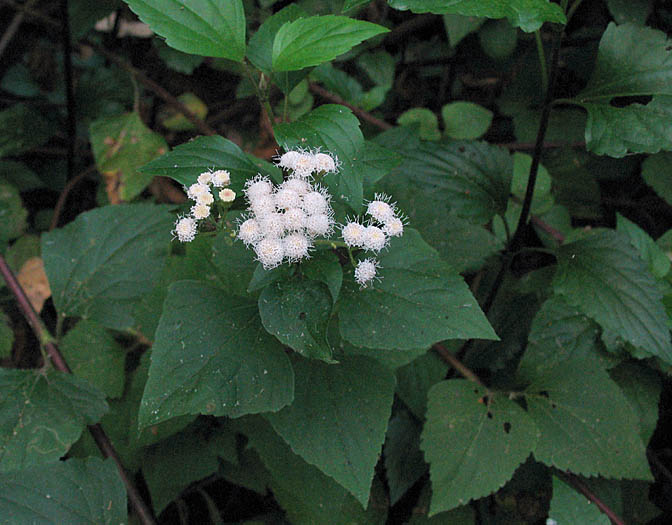 Detailed Picture 3 of Ageratina adenophora