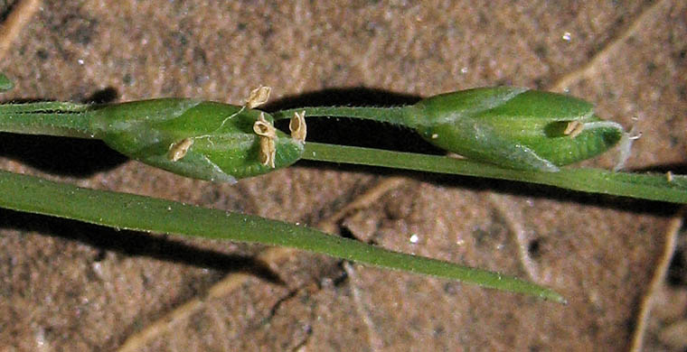 Detailed Picture 1 of Ehrharta erecta