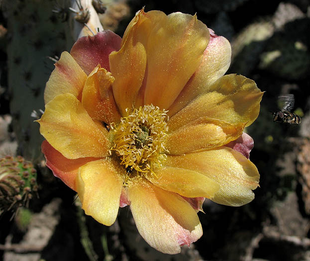Detailed Picture 1 of Opuntia oricola
