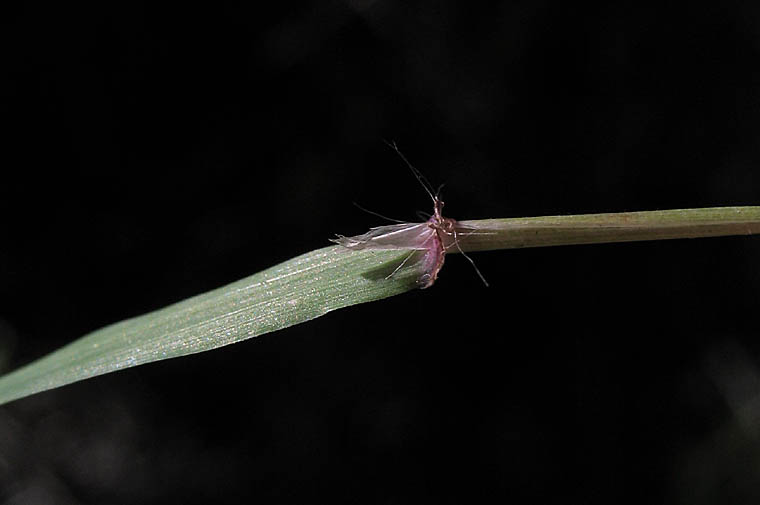 Detailed Picture 8 of Ehrharta erecta