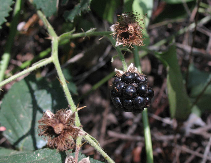 Detailed Picture 6 of Rubus armeniacus