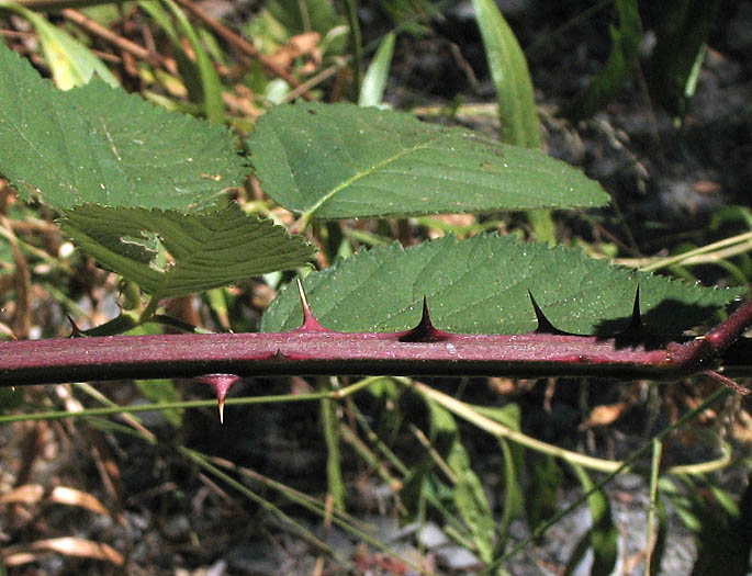 Detailed Picture 5 of Rubus armeniacus
