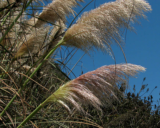 Detailed Picture 1 of Cortaderia selloana