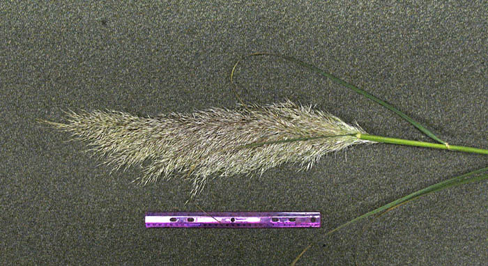 Detailed Picture 3 of Cortaderia selloana