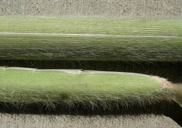 Detailed Picture 5 of Cortaderia selloana
