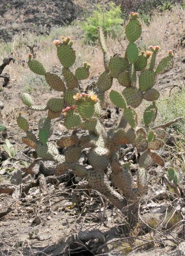 Detailed Picture 5 of Opuntia oricola