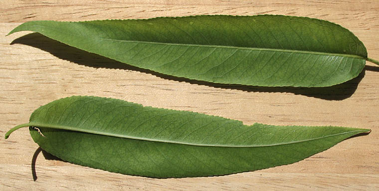 Detailed Picture 6 of Salix gooddingii
