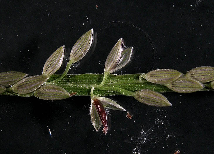 Detailed Picture 5 of Digitaria ischaemum