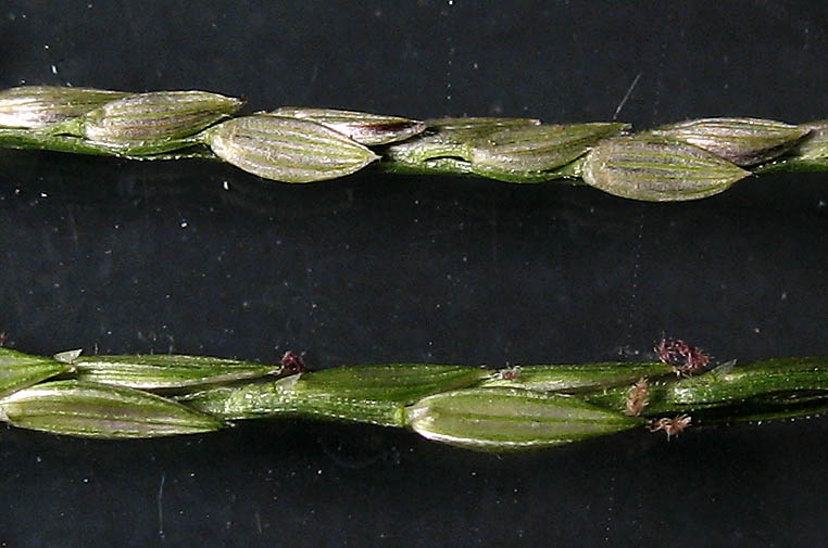 Detailed Picture 7 of Digitaria ciliaris var. ciliaris
