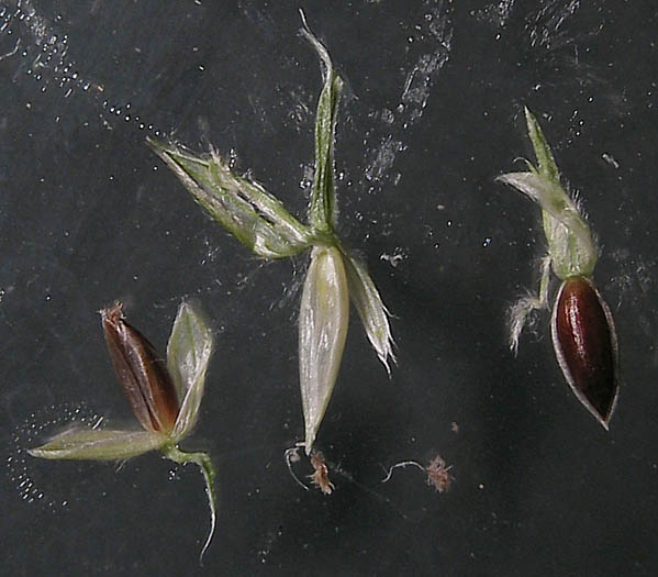 Detailed Picture 8 of Digitaria ciliaris var. ciliaris