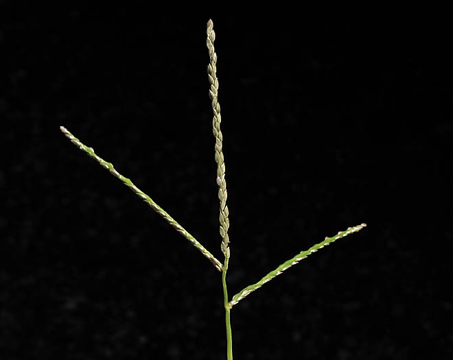 Detailed Picture 1 of Digitaria ischaemum