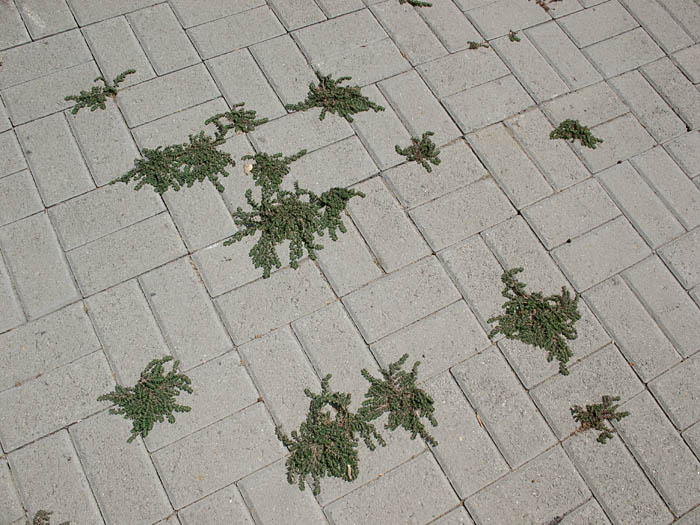 Detailed Picture 5 of Euphorbia prostrata