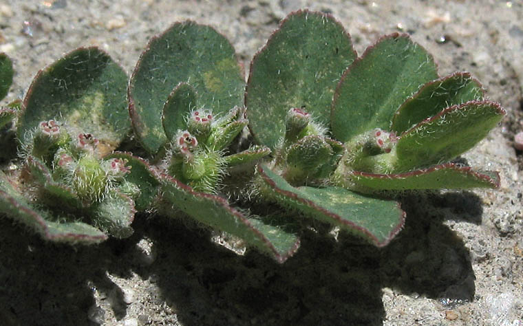 Detailed Picture 3 of Euphorbia prostrata