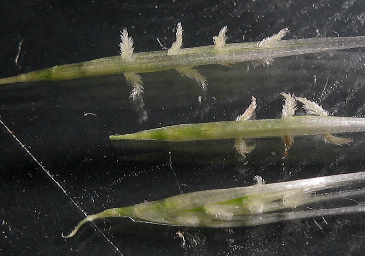 Detailed Picture 7 of Cortaderia selloana