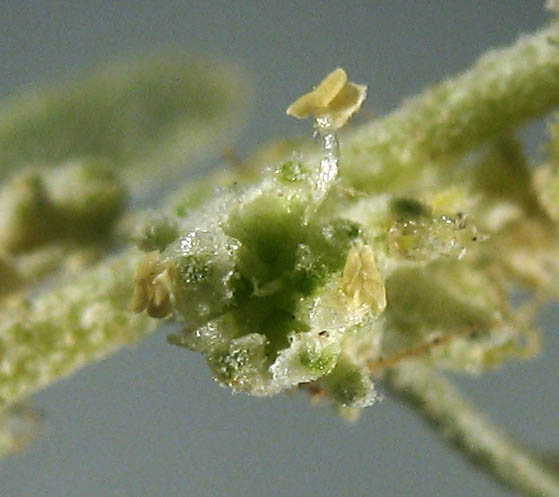 Detailed Picture 3 of Atriplex canescens var. canescens