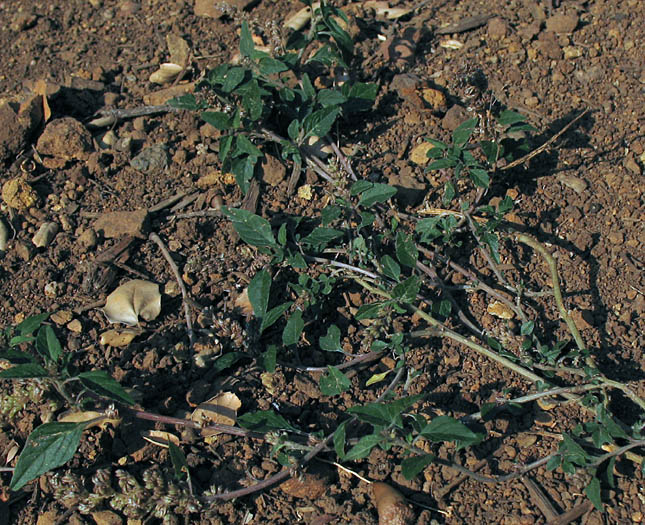 Detailed Picture 6 of Amaranthus deflexus