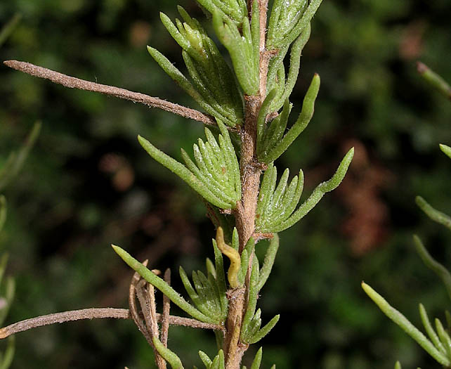 Detailed Picture 4 of Ericameria pinifolia