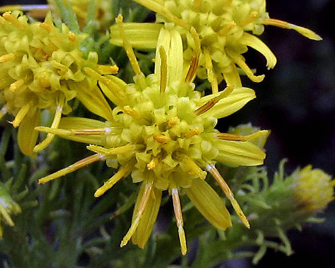Detailed Picture 2 of Ericameria pinifolia