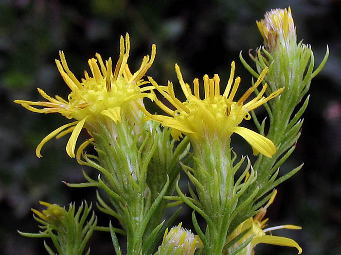 Detailed Picture 3 of Ericameria pinifolia