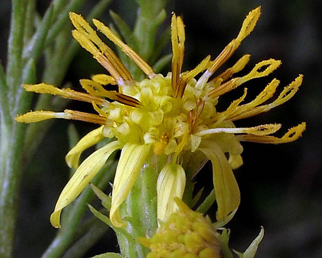 Detailed Picture 1 of Ericameria pinifolia