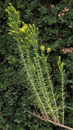 Detailed Picture 6 of Ericameria pinifolia