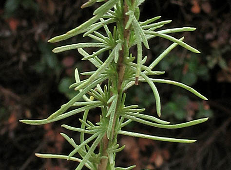 Detailed Picture 5 of Ericameria pinifolia