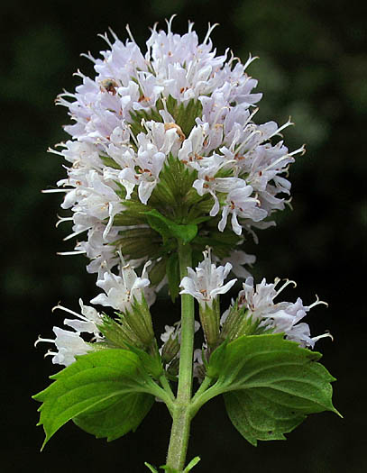 Detailed Picture 3 of Mentha × piperita