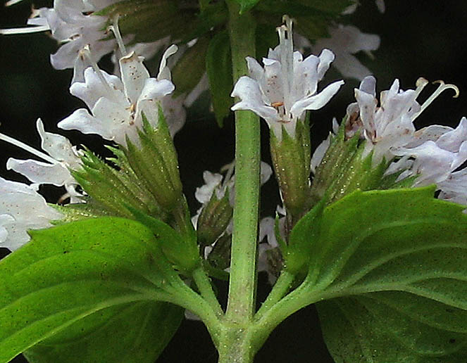 Detailed Picture 4 of Mentha × piperita