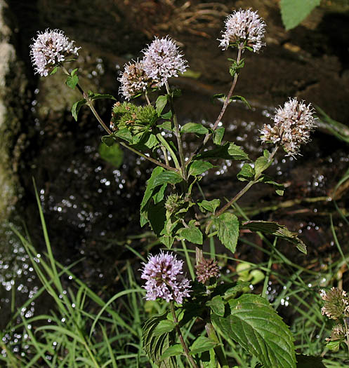Detailed Picture 6 of Mentha × piperita