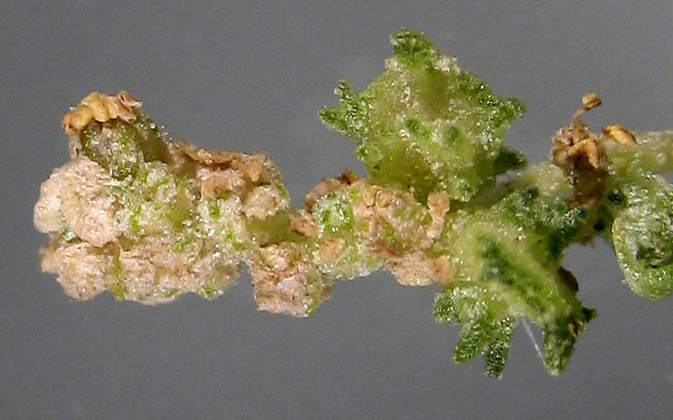 Detailed Picture 2 of Atriplex serenana