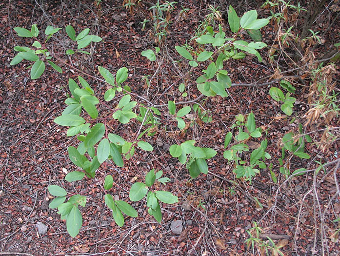 Detailed Picture 6 of Frangula californica ssp. californica
