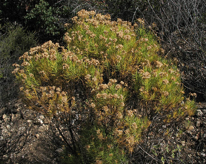 Detailed Picture 3 of Ericameria arborescens