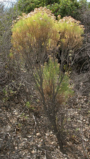 Detailed Picture 5 of Ericameria arborescens