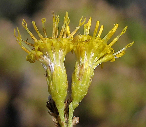 Detailed Picture 2 of Ericameria arborescens