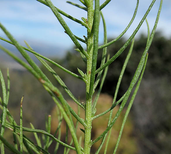 Detailed Picture 4 of Ericameria arborescens