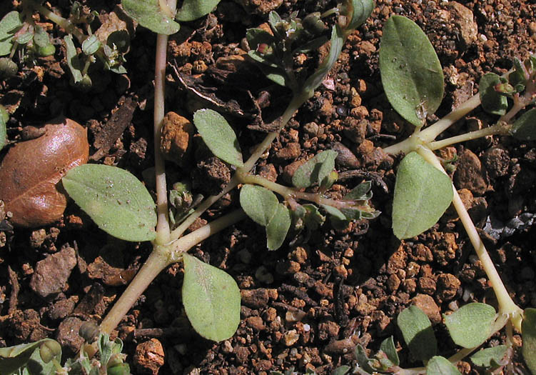 Detailed Picture 5 of Euphorbia serpillifolia var. serpillifolia
