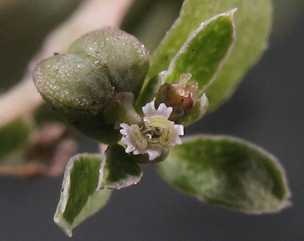 Detailed Picture 2 of Euphorbia serpillifolia var. serpillifolia
